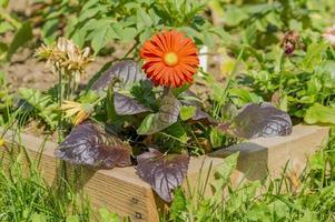 orange Gerbera im Garten foto