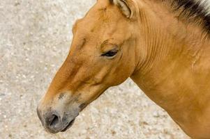 Przewalski-Pferd im Zoo. wildes asiatisches pferd equus ferus przewalskii foto