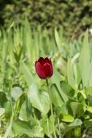 dunkelrote Tulpe im Grashintergrund foto