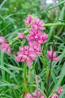 zweig der rosafarbenen exotischen orchideenblumennahaufnahme foto