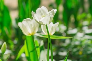 frische bunte blühende weiße tulpen im frühlingsgarten, selektiver fokus foto