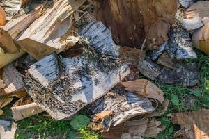 ein Stapel trockenes Brennholz, vorbereitet für den Winter zum Heizen des Hauses. foto