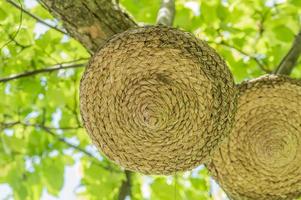 Zuckerrohrdekorationen hängen am Baum im Stadtpark foto