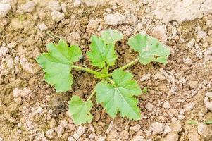 wachsende junge Zucchini foto