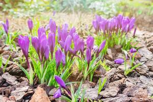 Bunte violette Krokusblumen, die an einem sonnigen Frühlingstag im Garten blühen foto