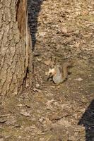 Ein Eichhörnchen ist bereit, auf den Baum zu klettern foto