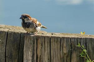 Nahaufnahme eines Spatz auf einem Holzzaun vor blauem Himmelshintergrund foto