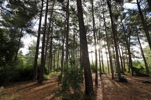 hohe Bäume in einem Wald im Norden Israels foto