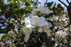 Sommerblumen in einem Stadtpark im Norden Israels. foto