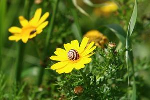 Sommerblumen in einem Stadtpark im Norden Israels. foto