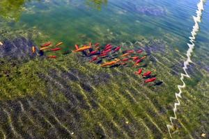 eine Herde kleiner roter Fische in einem Süßwassersee. foto