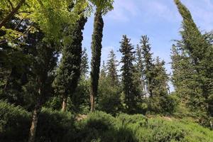 hohe Bäume in einem Wald im Norden Israels foto