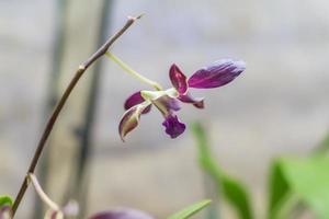 Zweig der exotischen Orchideennahaufnahme foto