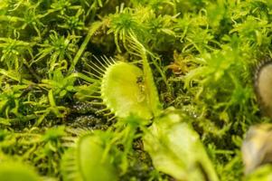 dionaea muscipula auf naturhintergrund. foto