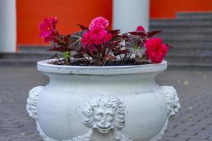 Rosafarbene Begonienblumen in weißer antiker Vase im Freien foto