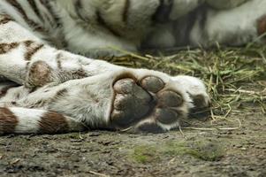 große Pfote des schlafenden weißen Tigers foto