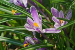 Bunte violette Krokusblumen, die an einem sonnigen Frühlingstag im Garten blühen foto