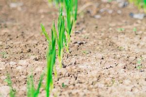Sprossen von jungem Knoblauch auf dem Boden, Gemüsegarten, selektiver Fokus foto