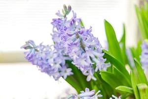 Nahaufnahme der violett blühenden Hyazinthenblume mit grünen Blättern. Frühlingsblume Hintergrund foto