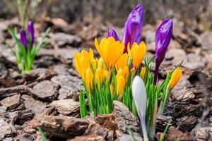 Bunte violette, gelbe und weiße Krokusblumen, die an einem sonnigen Frühlingstag im Garten blühen foto