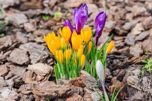 Bunte violette, gelbe und weiße Krokusblumen, die an einem sonnigen Frühlingstag im Garten blühen foto