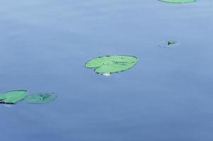 Seerosenblatt auf dem Wasser foto