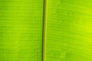 Hintergrund aus Bananenpalmenblättern foto