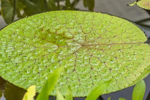 Oberfläche der grünen Blätter Lotus Lilie Wasser im Teich foto