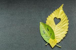 Grünes Ulmenblatt mit lächelndem Gesicht und gelbes Ulmenblatt mit geschnittenem Herzen auf grauem Hintergrund foto