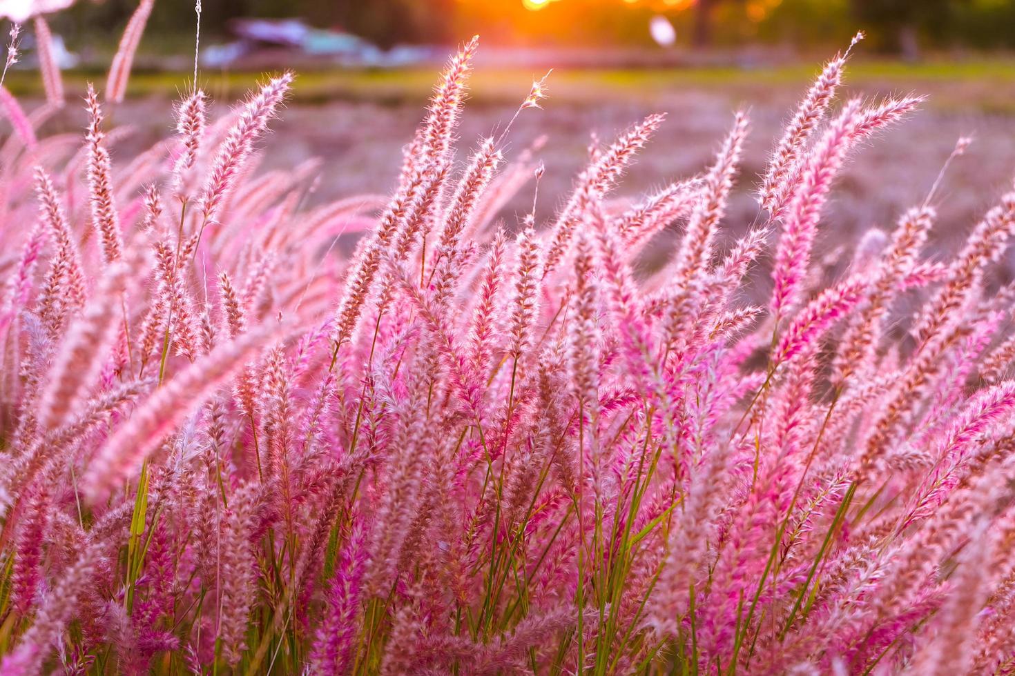 rosa blomma blommar på fältet. selektiv fokus, vacker växt och blommor på ängen som blommar i solnedgångsbakgrund foto