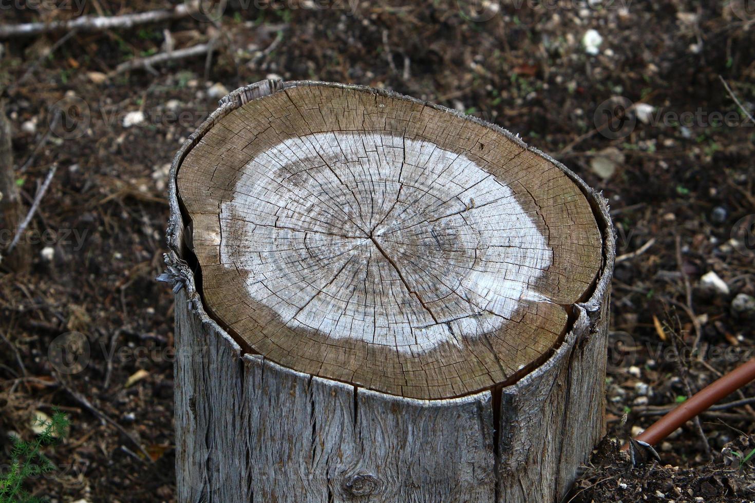 gammal rutten stubbe i stadsparken. foto