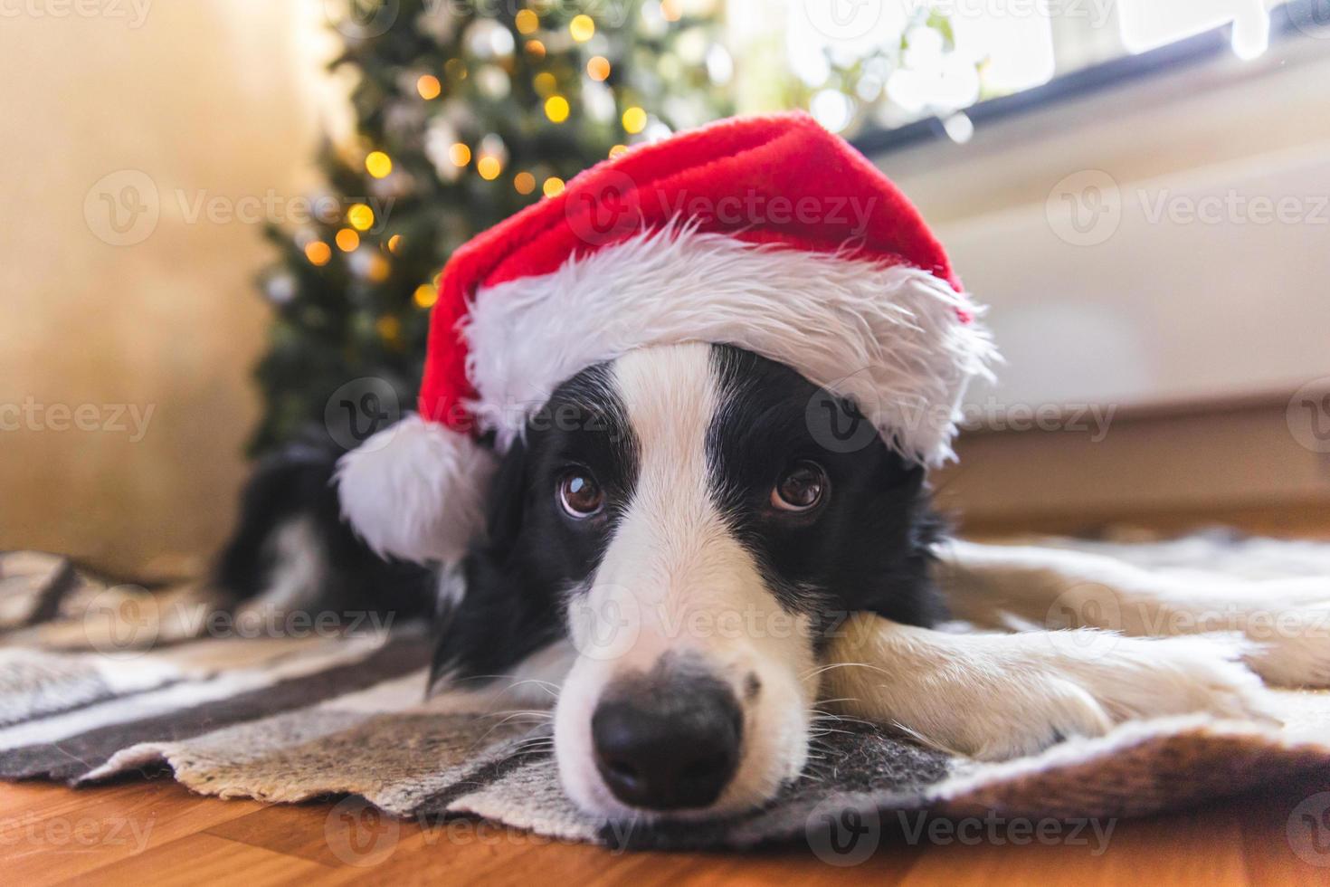 roliga porträtt av söt valp hund border collie bär juldräkt röd jultomte hatt nära julgran hemma inomhus bakgrund. förberedelser inför semestern. glad god jul koncept. foto