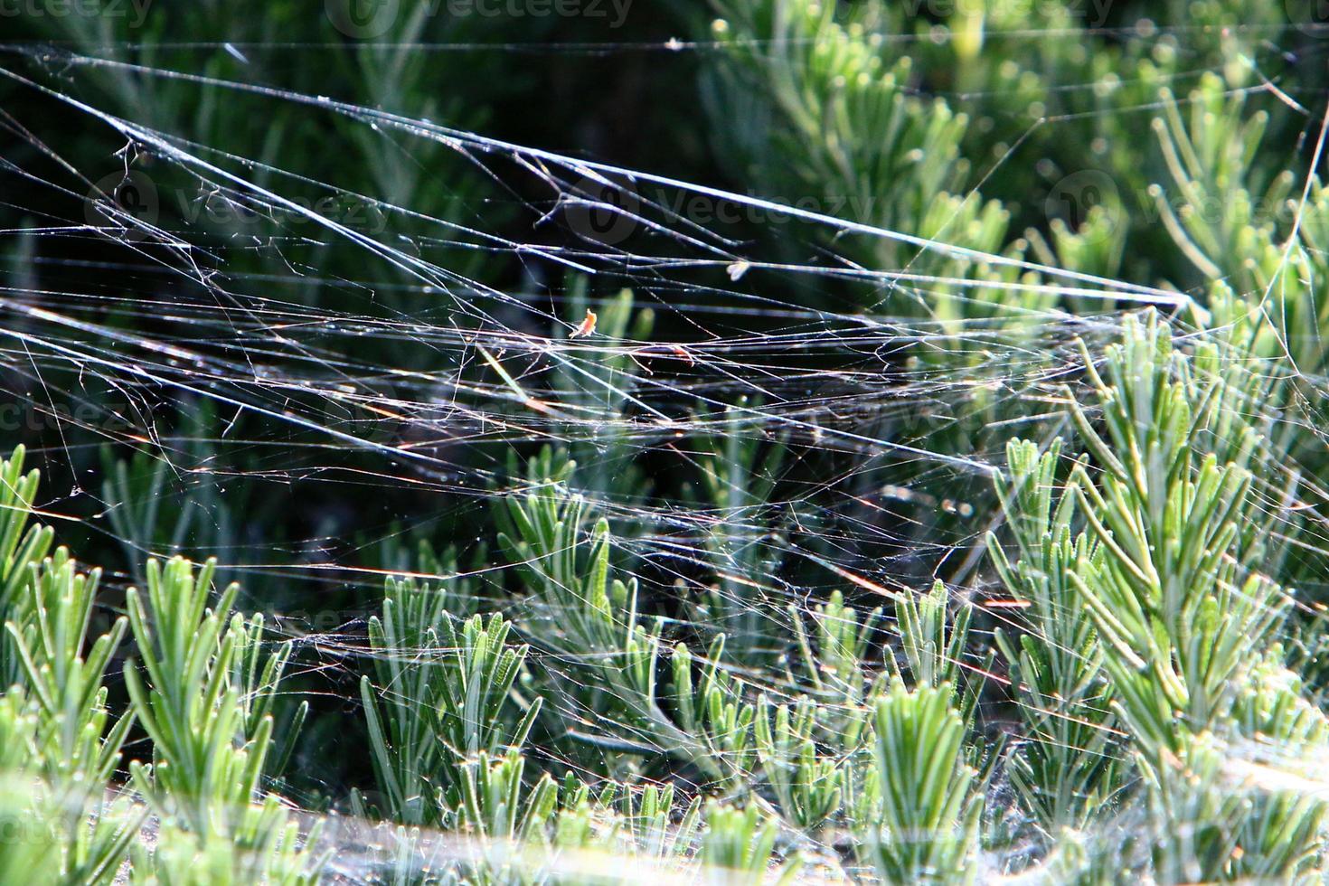 spindelnät - spindelnät på grenar och löv av träd i en stadspark. foto