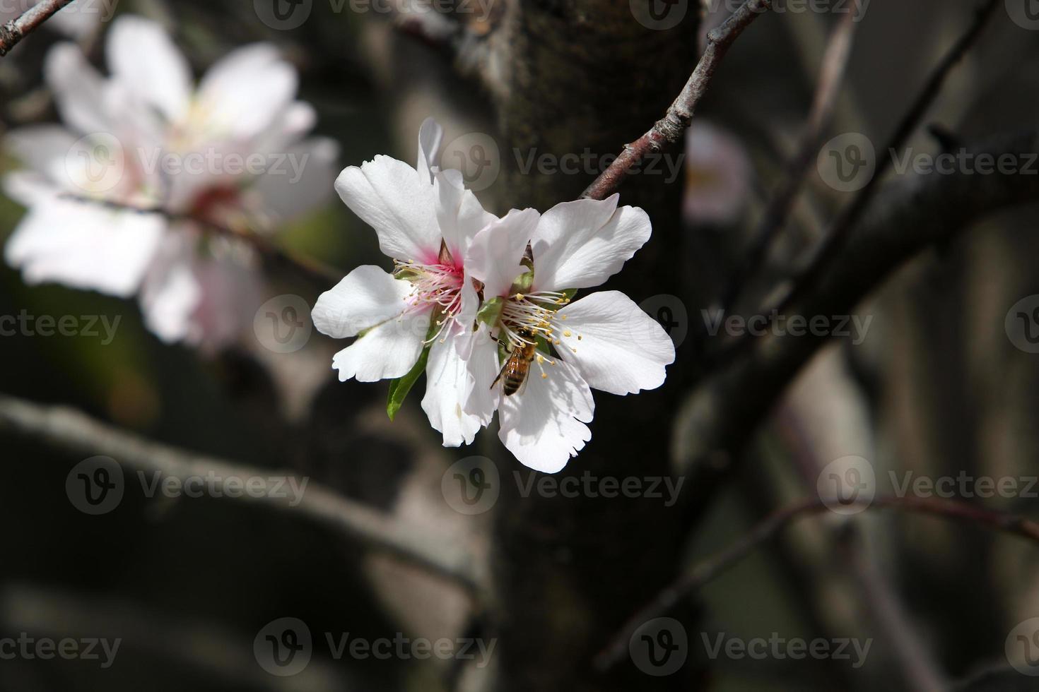 mandelblommor i en stadspark i Israel. foto