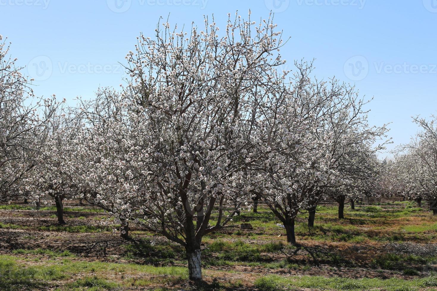 mandelblommor i en stadsträdgård i Israel. foto