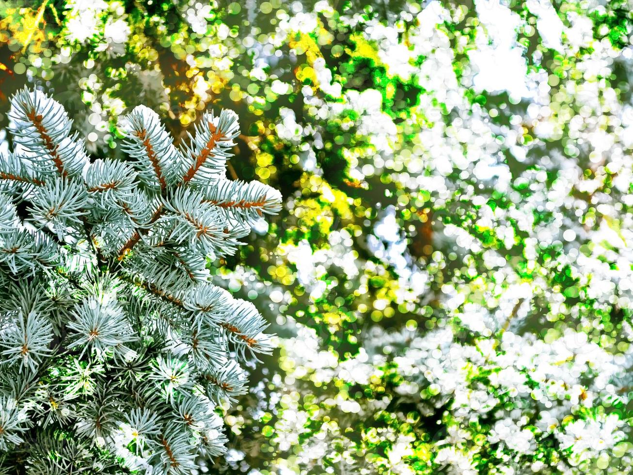 vinterlandskap. snötäckta träd. jul bakgrund foto