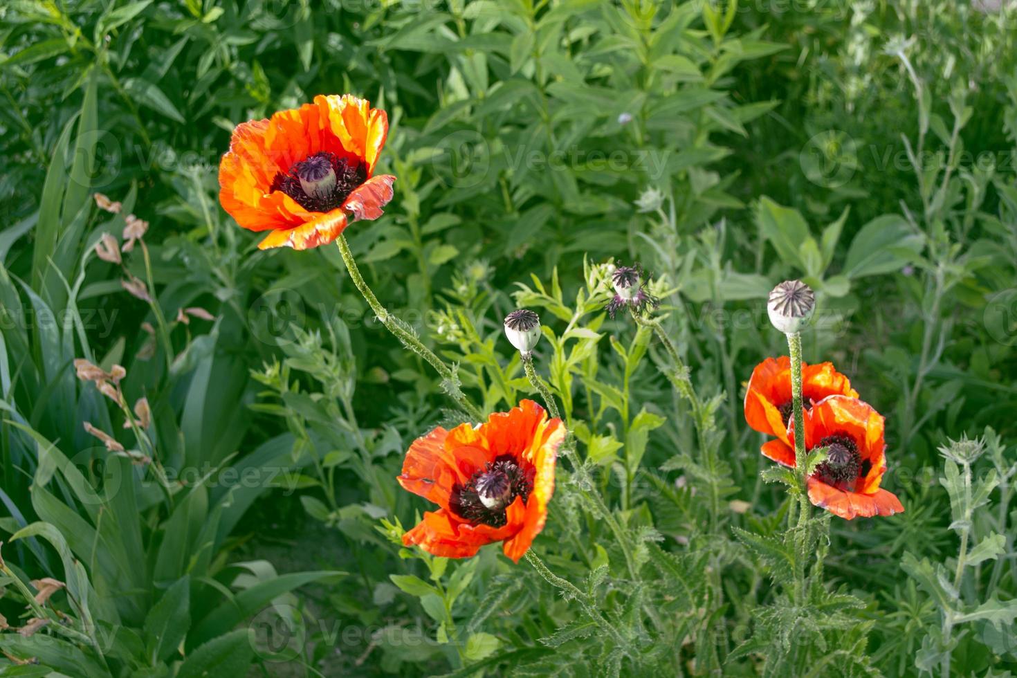 färgglada ljusa vallmoblommor foto