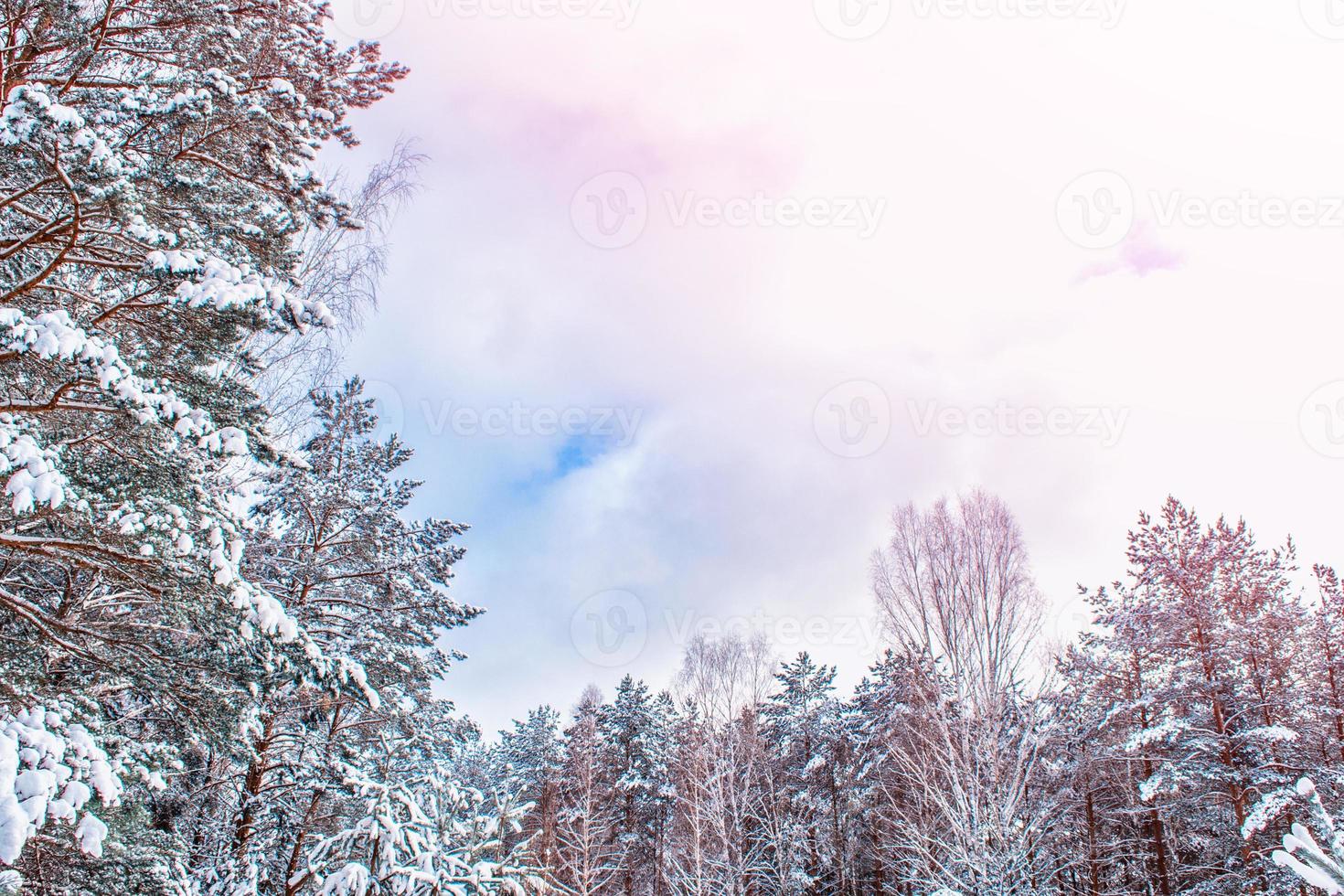 frusen vinterskog med snötäckta träd. foto