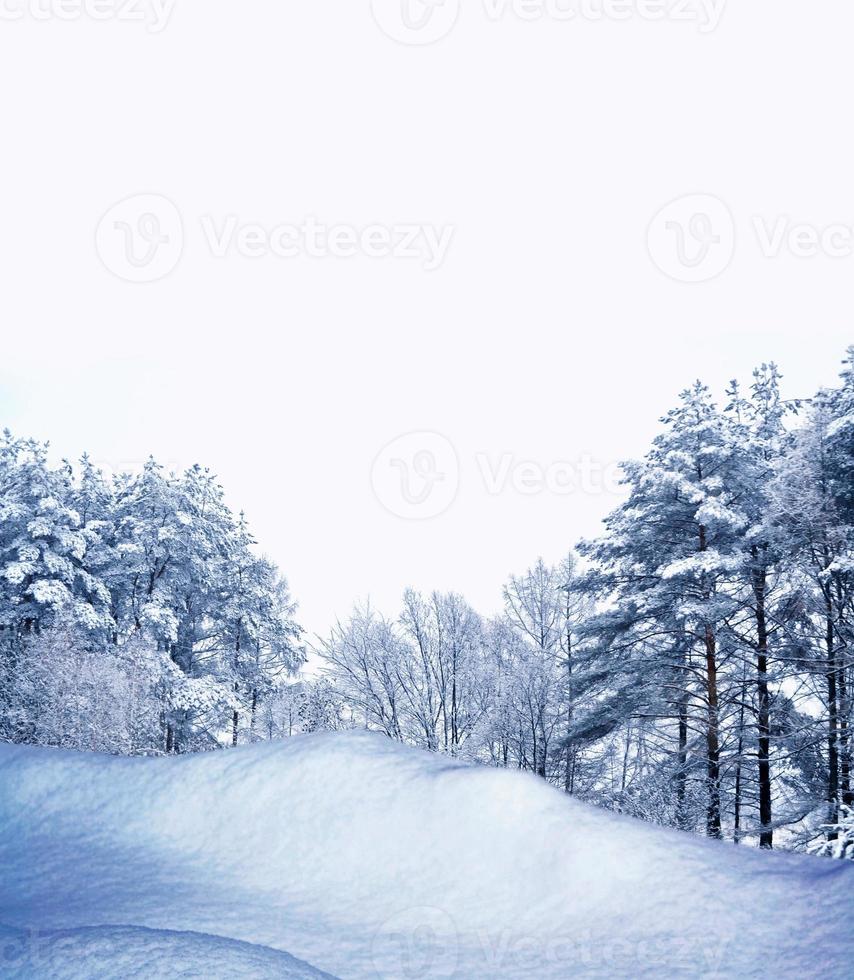 skog i frosten. vinterlandskap. snötäckta träd foto
