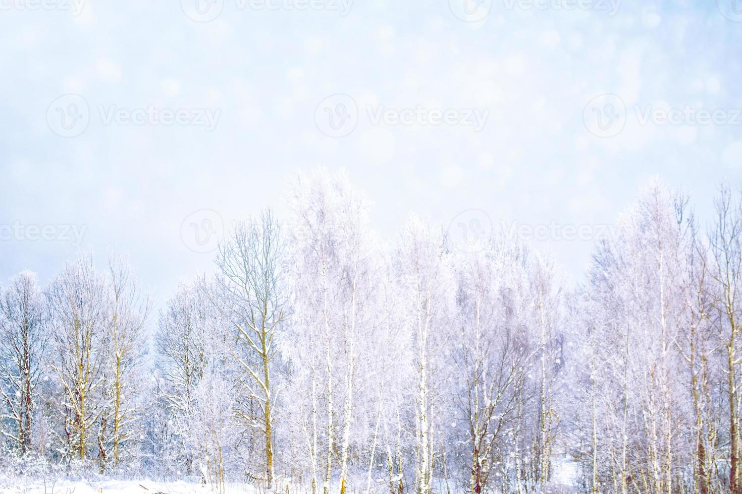 frusen vinterskog med snötäckta träd. foto