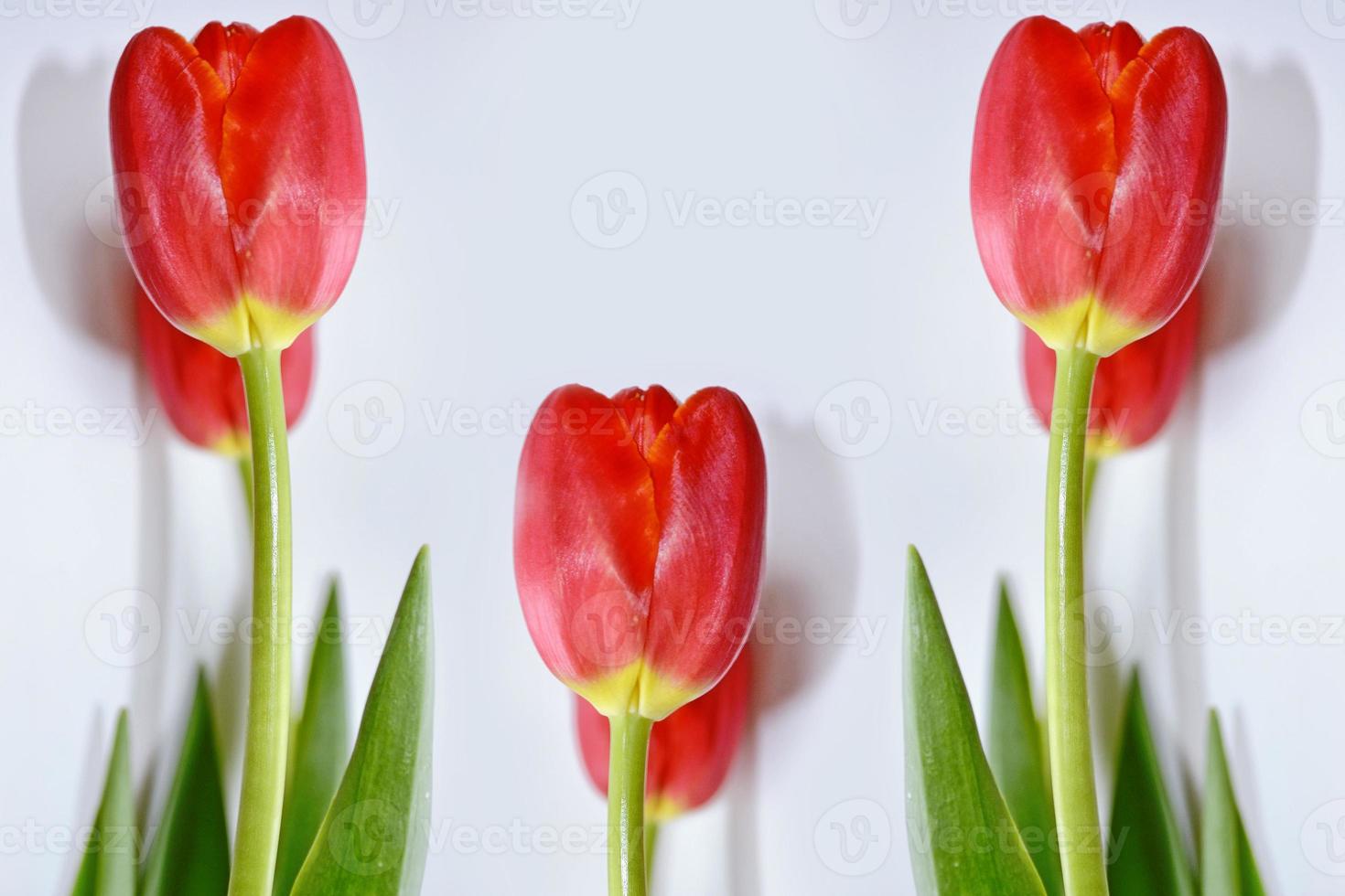 ljusa och färgglada blommor tulpaner foto