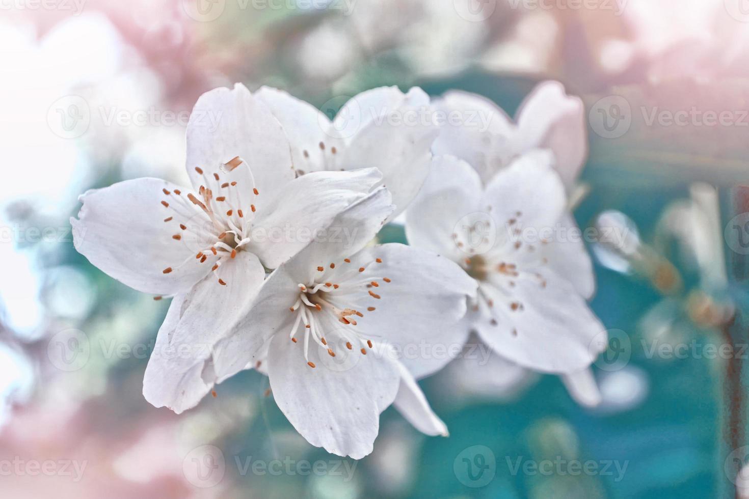 vit jasmin grenen fina vårblommor foto