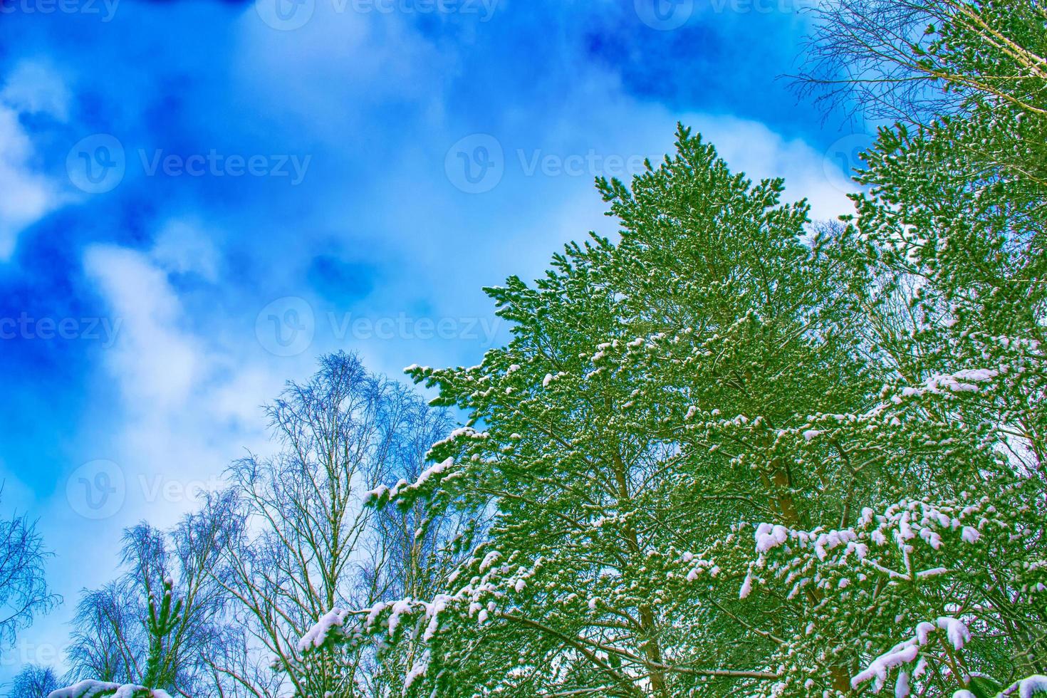 frusen vinterskog med snötäckta träd. foto