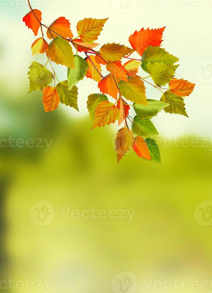 gren ljusa färgglada höstlöv. indisk sommar. foto