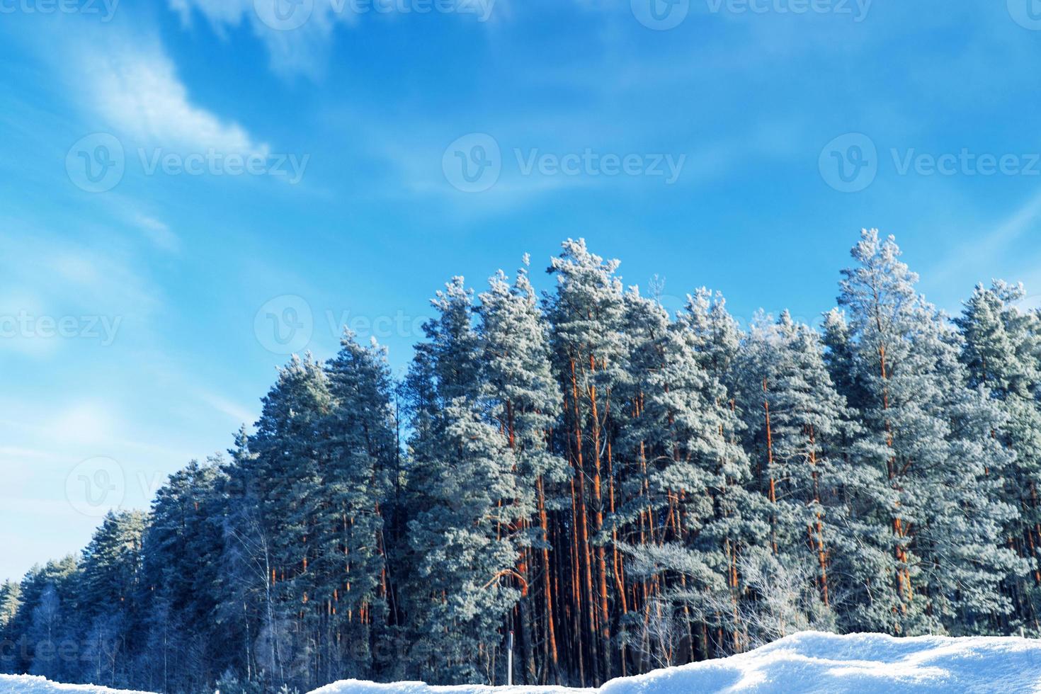 frusen vinterskog med snötäckta träd. foto