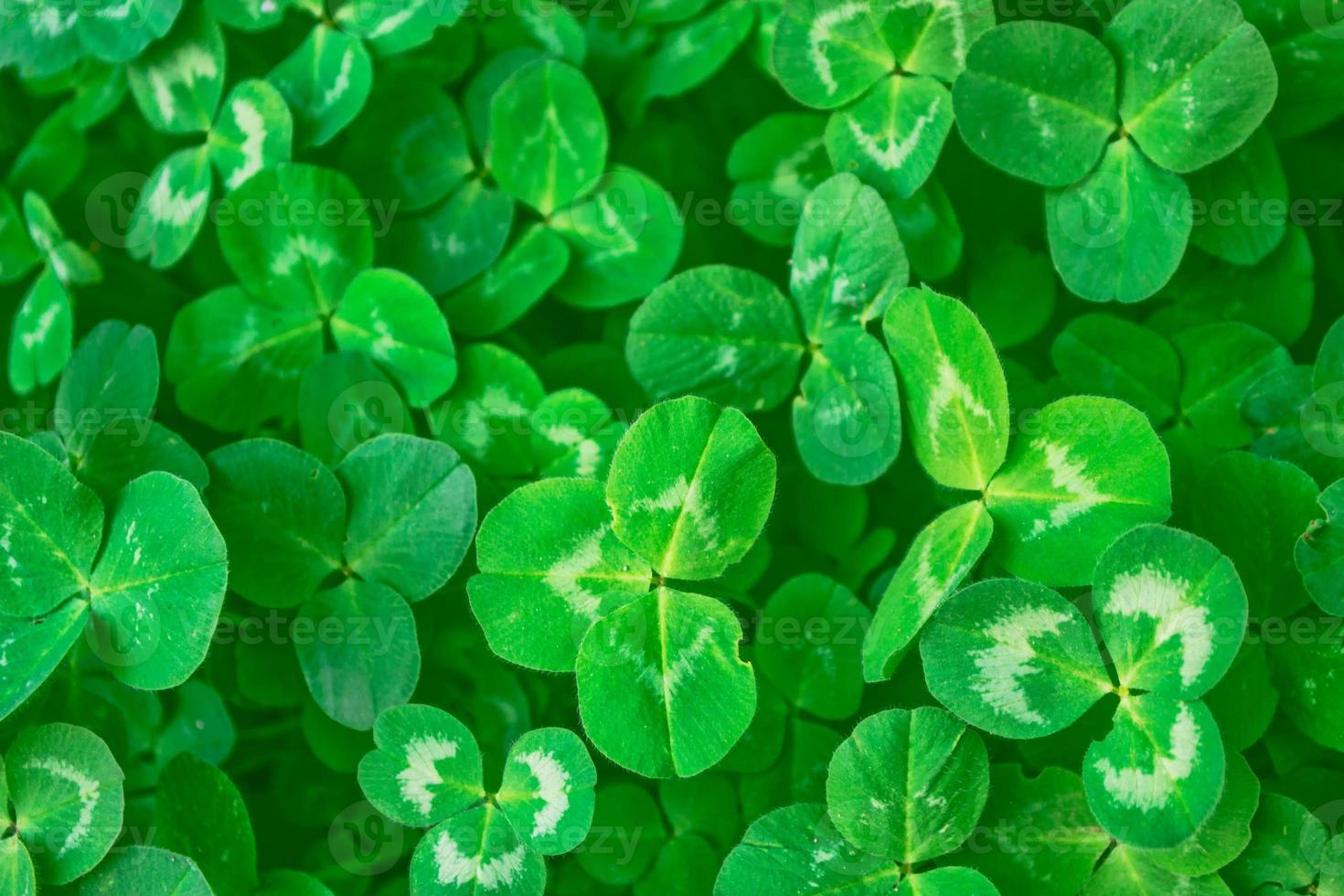 gröna klöver blad på en bakgrund sommar landskap foto