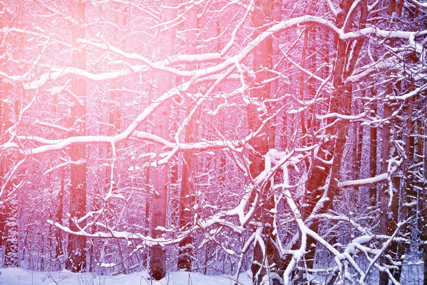 skog i frosten. vinterlandskap. snötäckta träd. foto