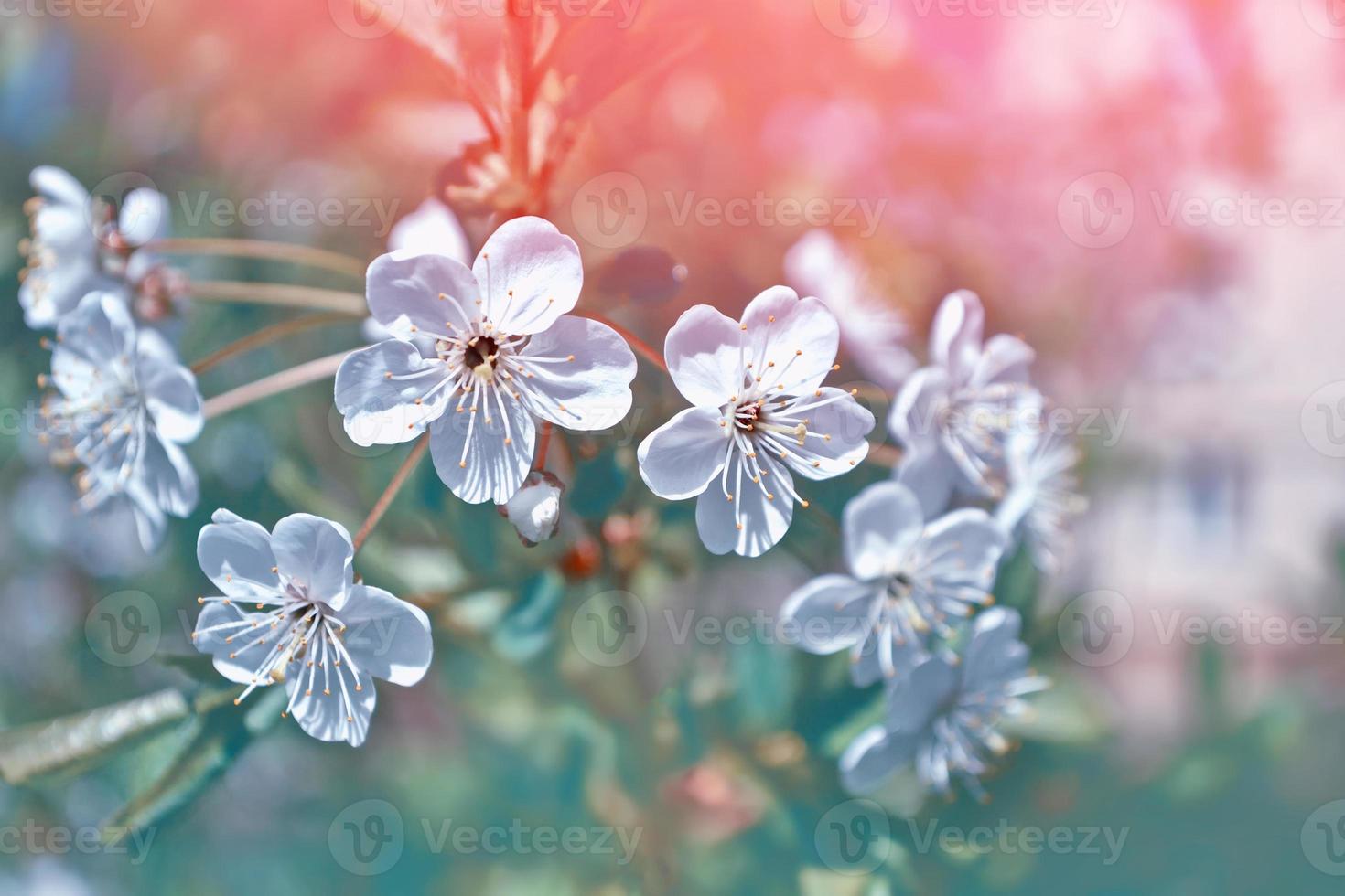 ljusa färgglada vårblommor foto