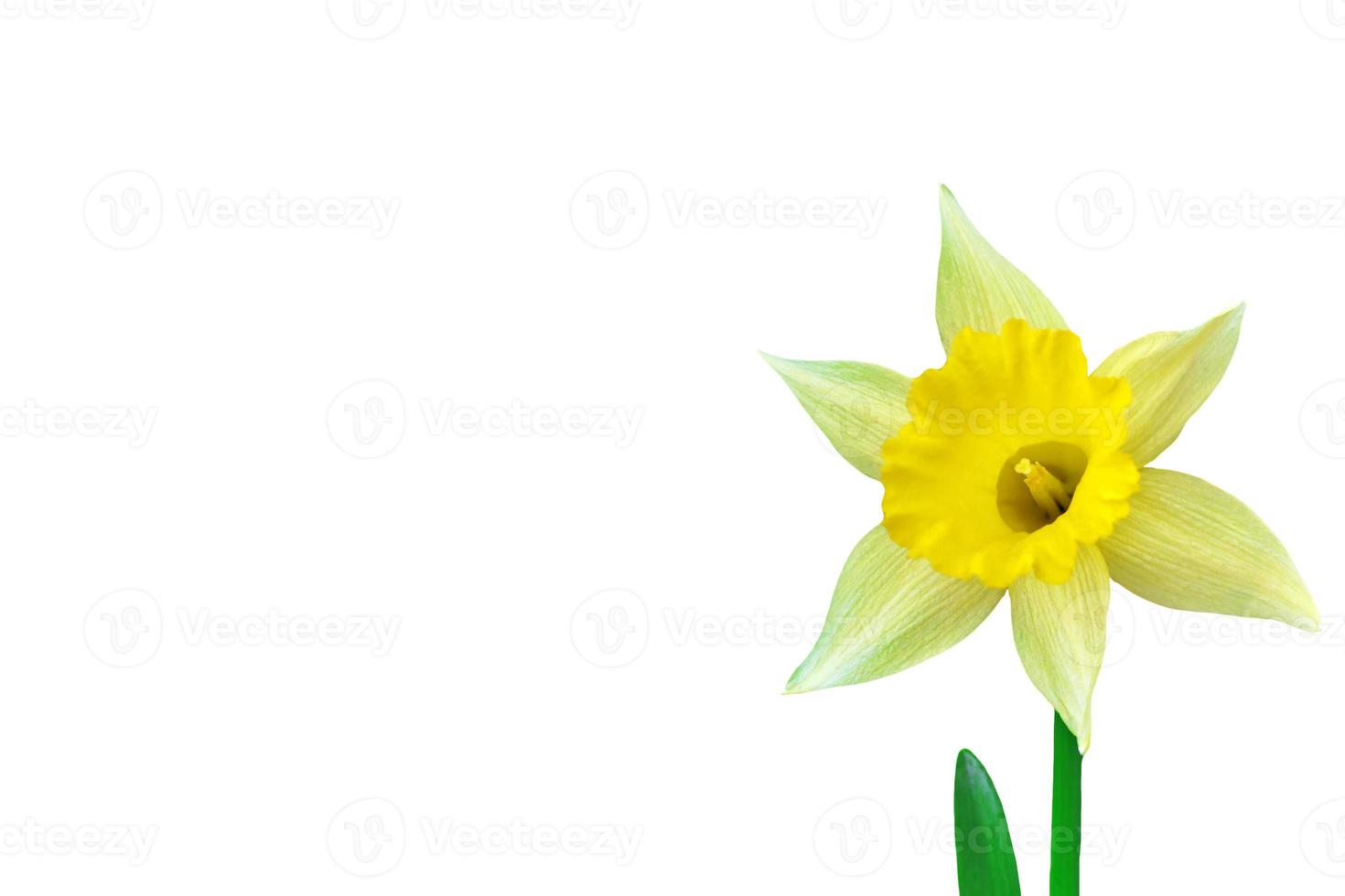 vårblommor narcissus isolerad på vit bakgrund foto