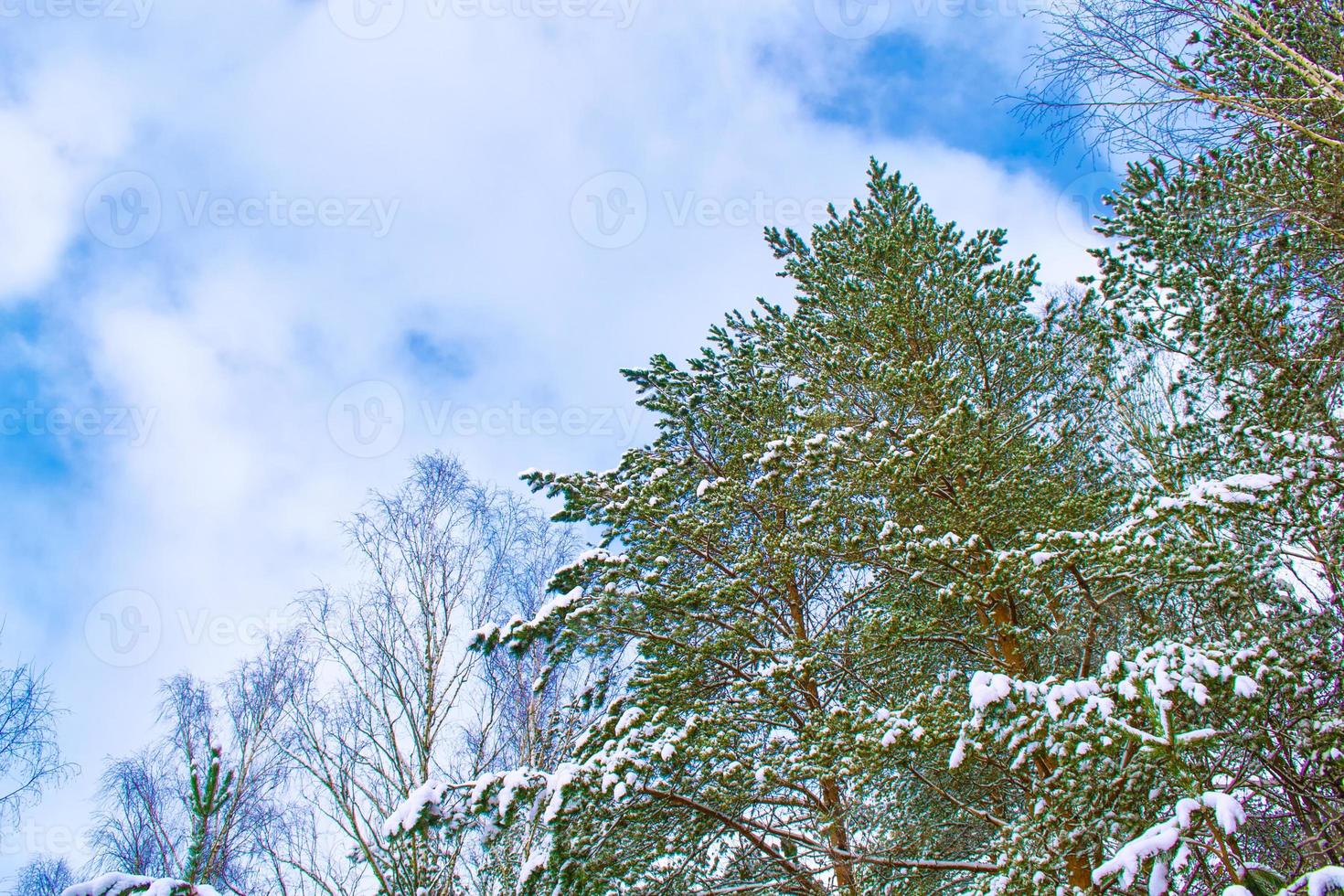 frusen vinterskog med snötäckta träd. foto